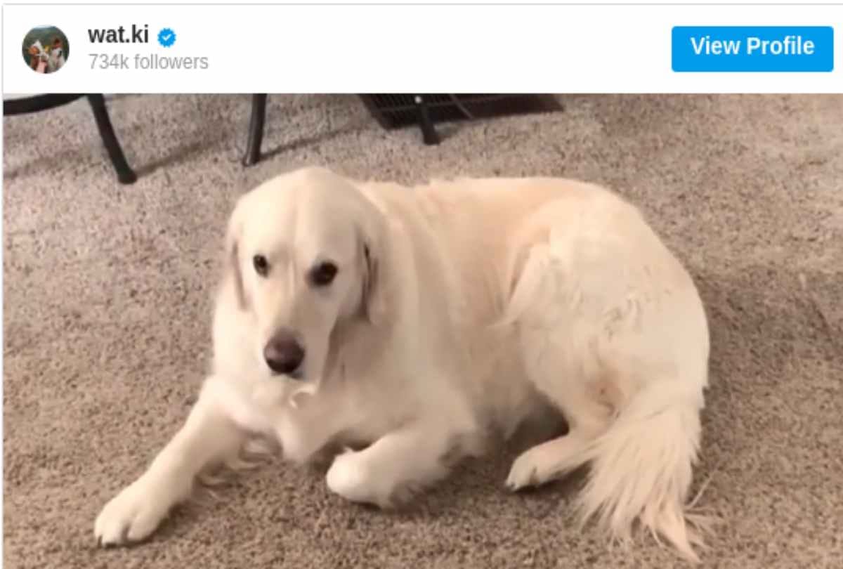 dogs apologize video viral on instagram