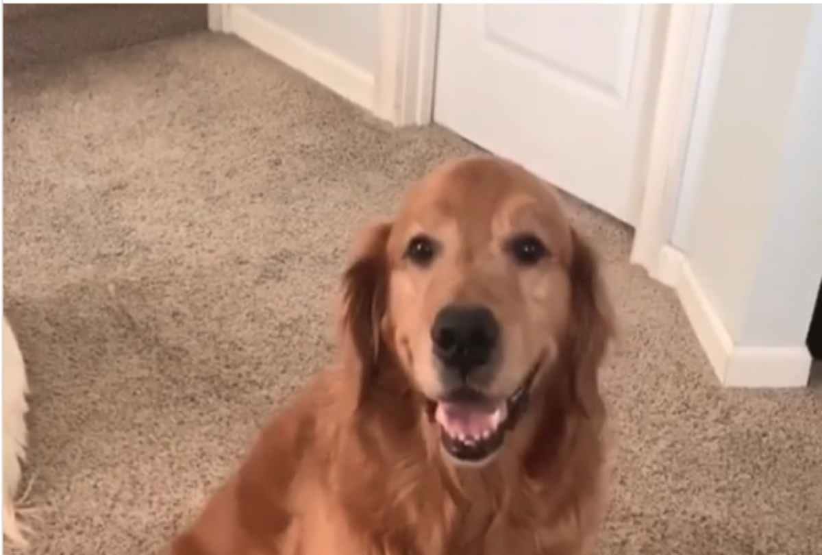 dogs apologize video viral on instagram
