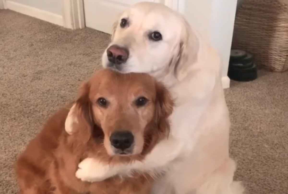 health experts tips to save life from dog bite, stray dogs