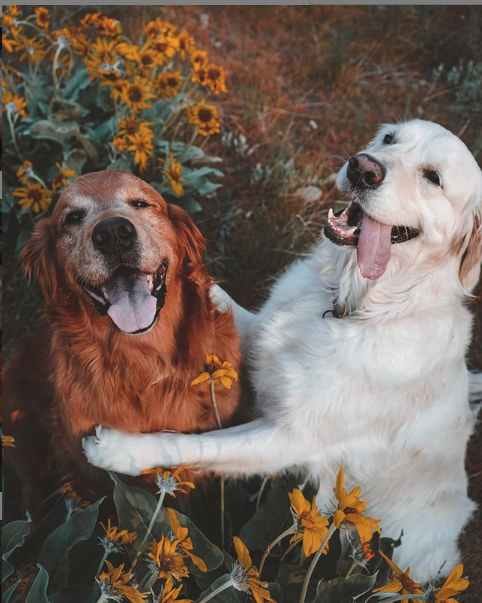 dogs apologize video viral on instagram