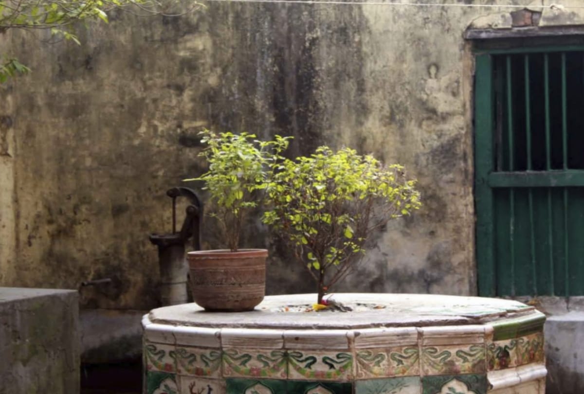 know importance and benefits of tulsi plant