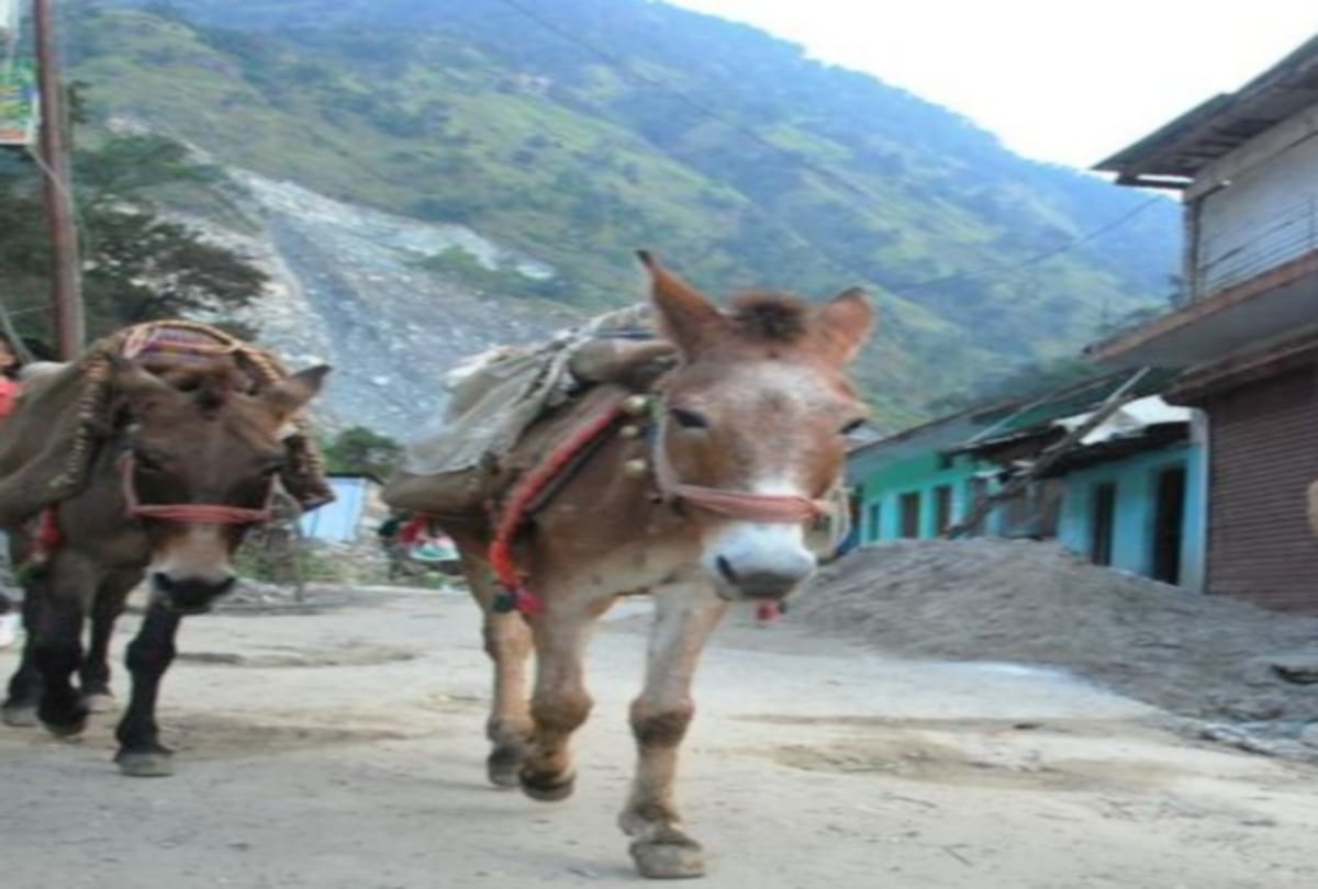 Mule dragged the boy up to  three hundred meters in mandi himachal