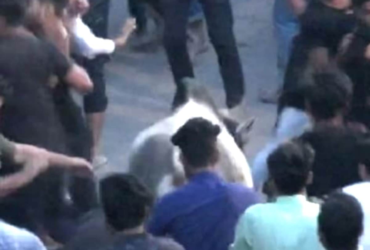 bull entered in procession of ramadan, many injured in lucknow