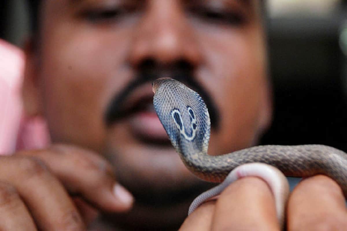Two arrested for making Tik-Tok videos with snakes in Mumbai, know details