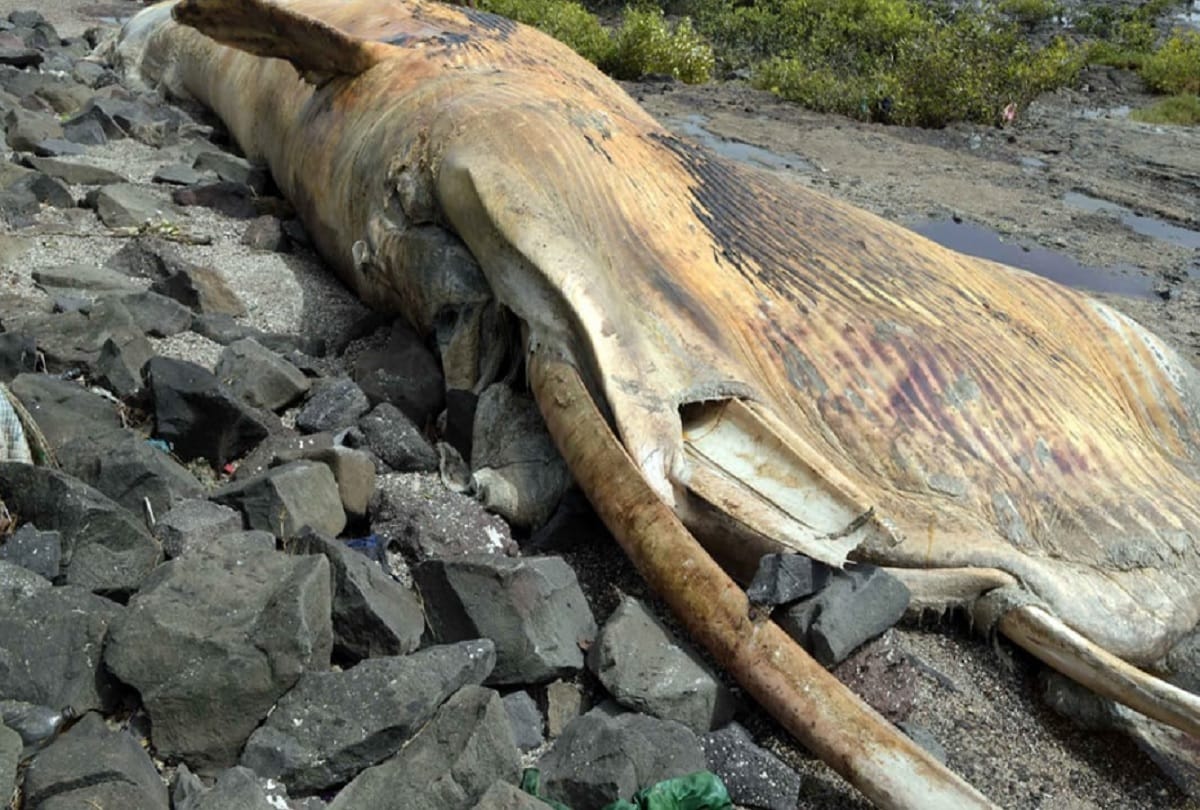 matsya mata mandir where bones of whale fish worshiped