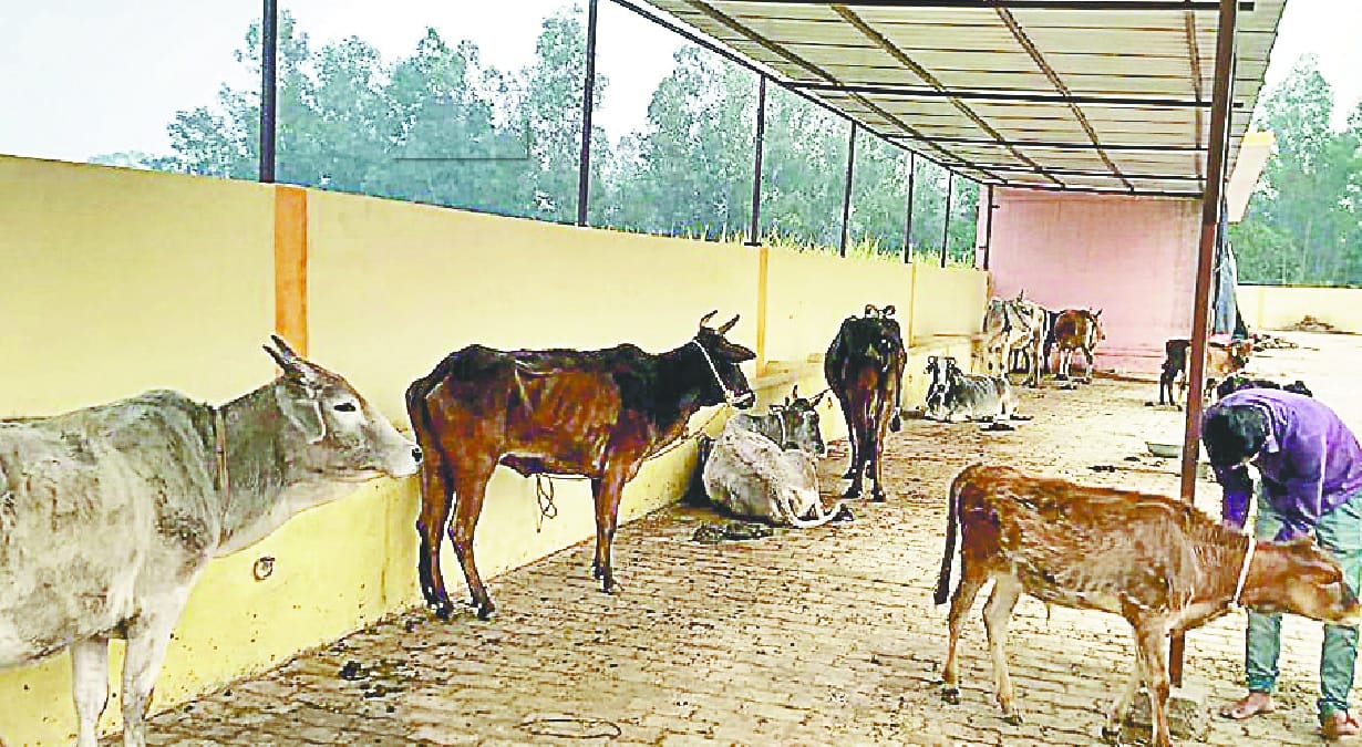 UP News : Six hundred crore budget in the first phase for 75 cow shelters, 8 crore will be spent on one
