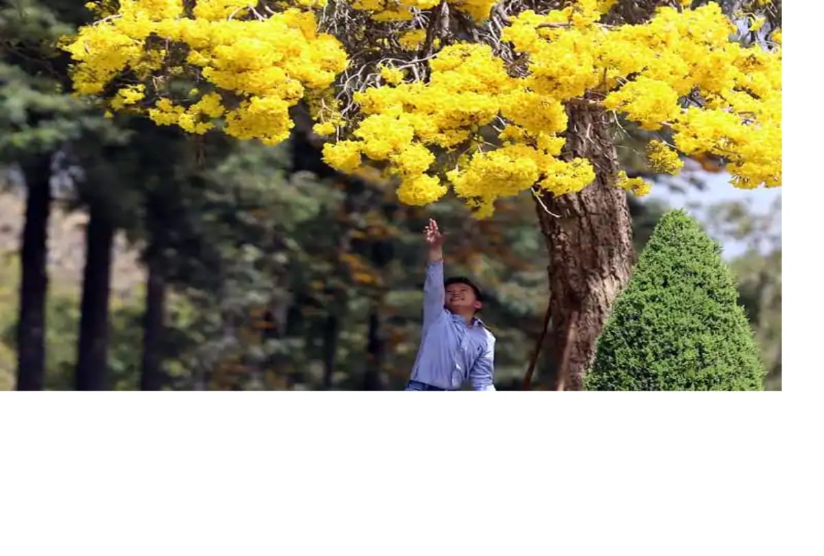 plant 10 trees for graduation certificate in philippines