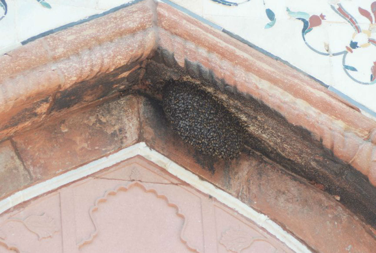 Taj Mahal Honey Bees Attacks on Tourists Latest News in Hindi