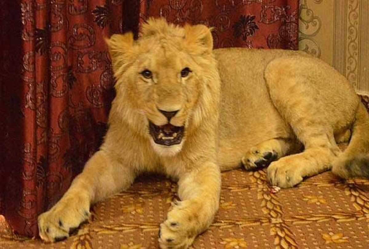 lion capturing mock drill video viral on social media