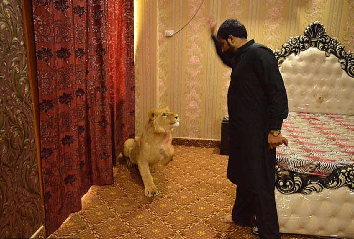 Pakistani man Zulkaif Chaudhary living with a lion in his bedroom