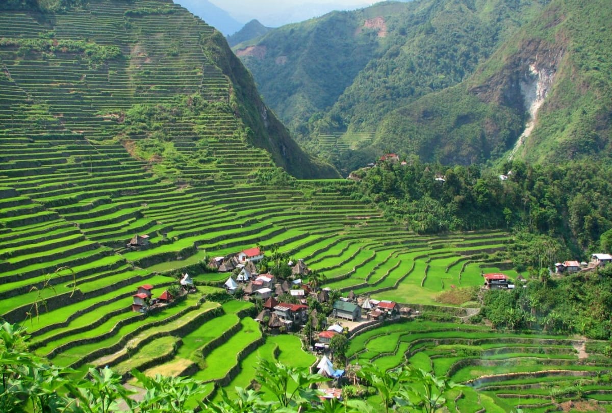 plant 10 trees for graduation certificate in philippines