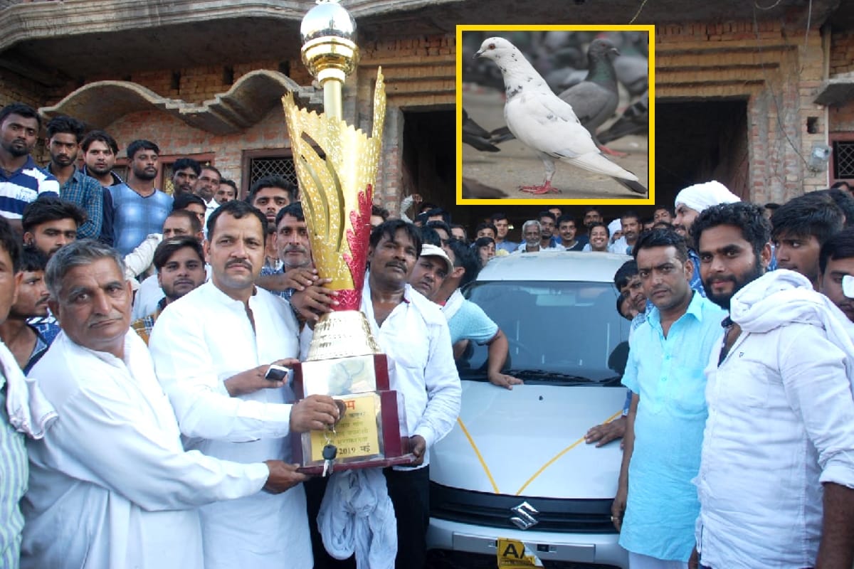 A pigeon got a car another won a bike In Muzaffarnagar district of UP