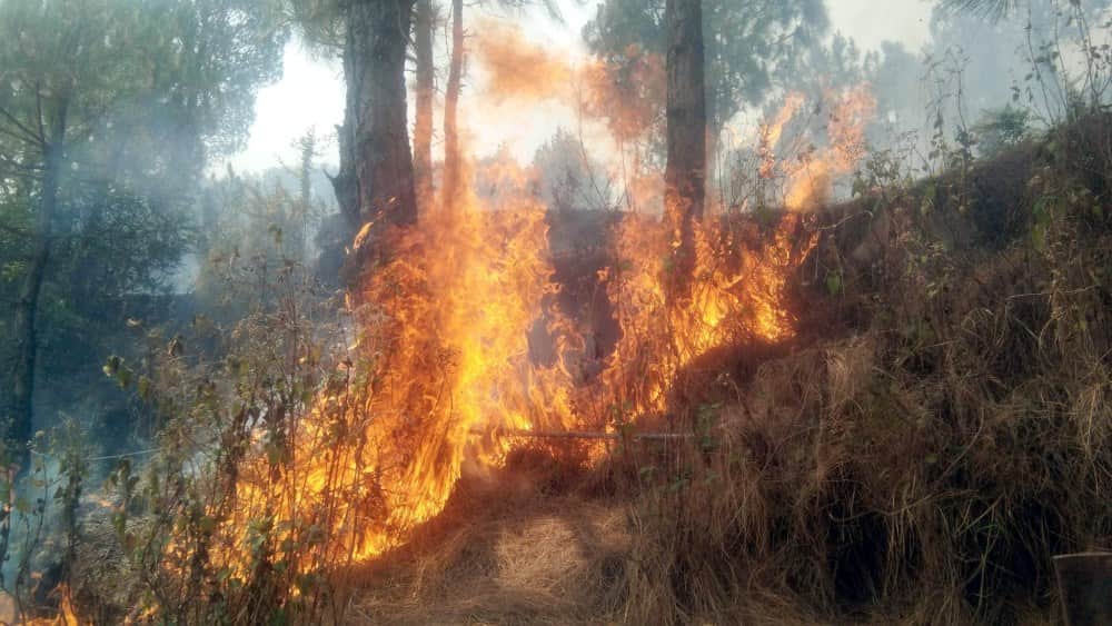 uttarakhand forest big wildfire in photos