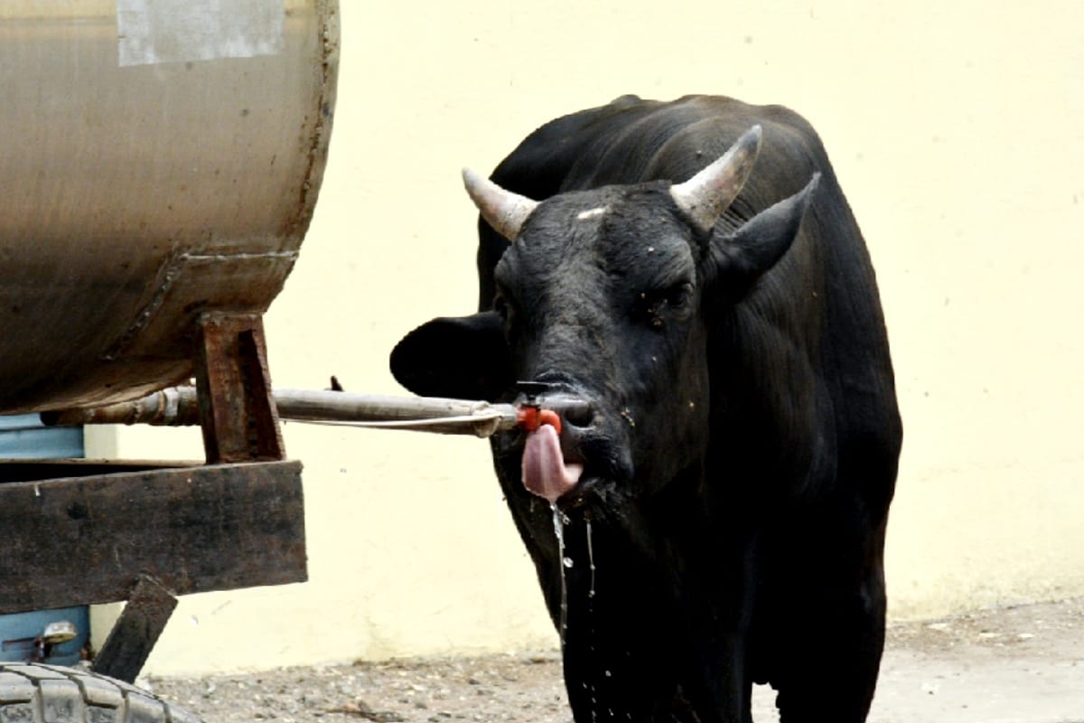 attack on doctor and ambulance driver who reached to treat bull both injured admitted in hospital