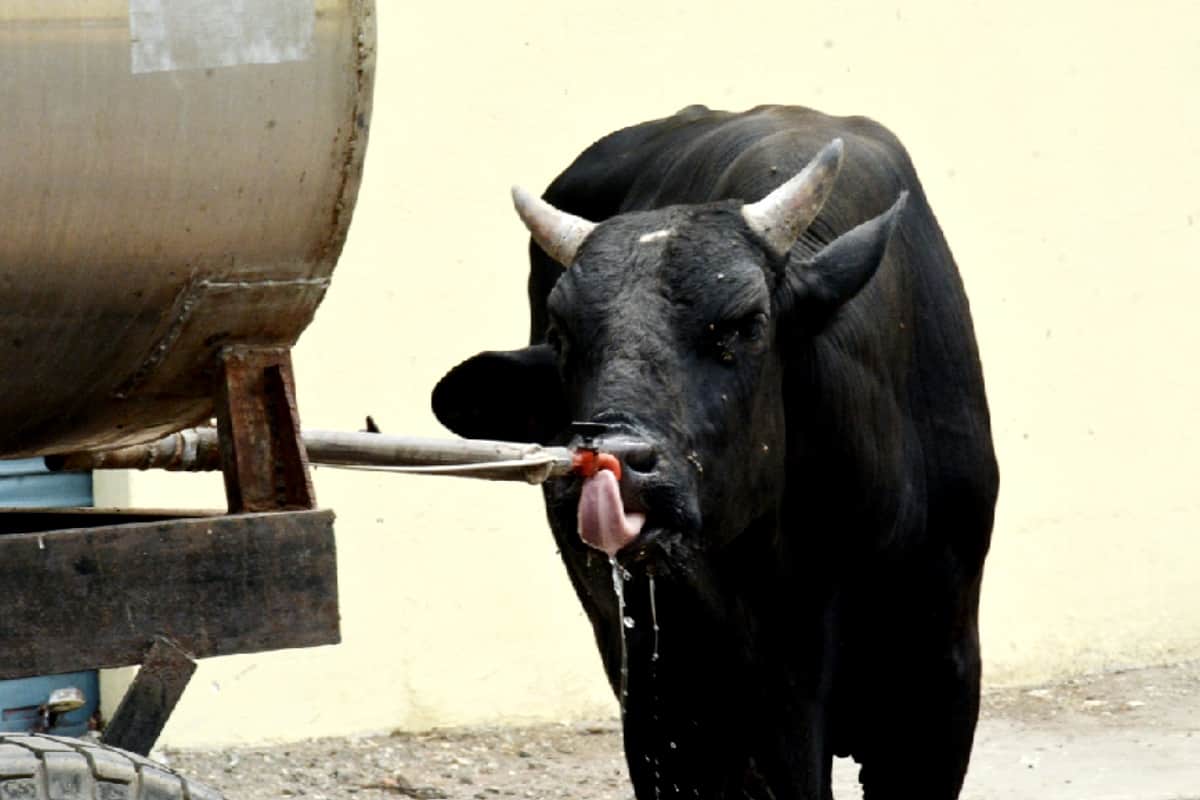 Animals and Birds are searching for water in hot season of summer