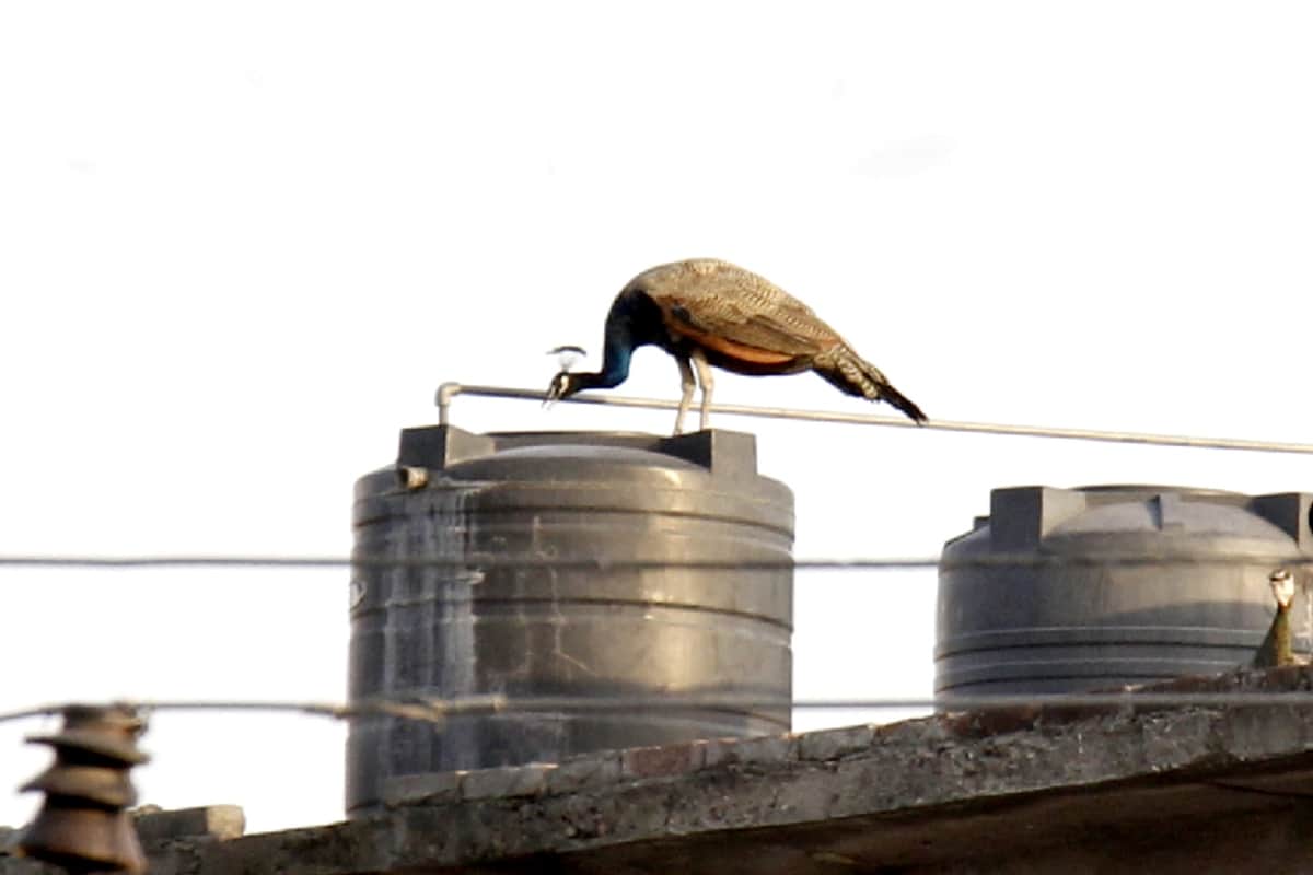 Animals and Birds are searching for water in hot season of summer