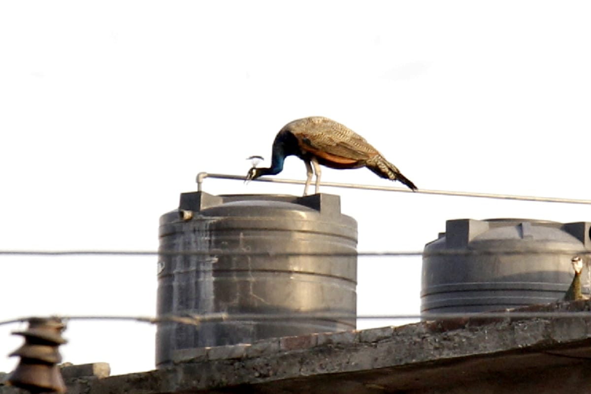 Animals and Birds are searching for water in hot season of summer
