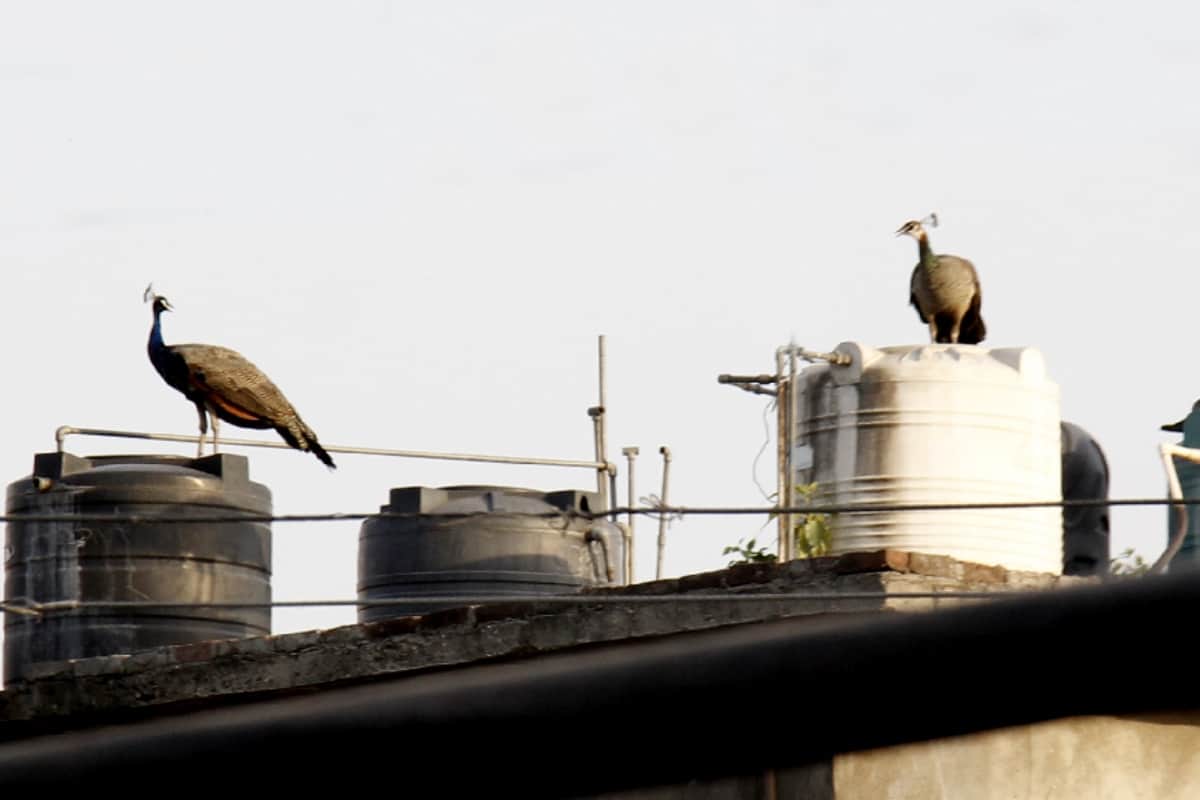Animals and Birds are searching for water in hot season of summer