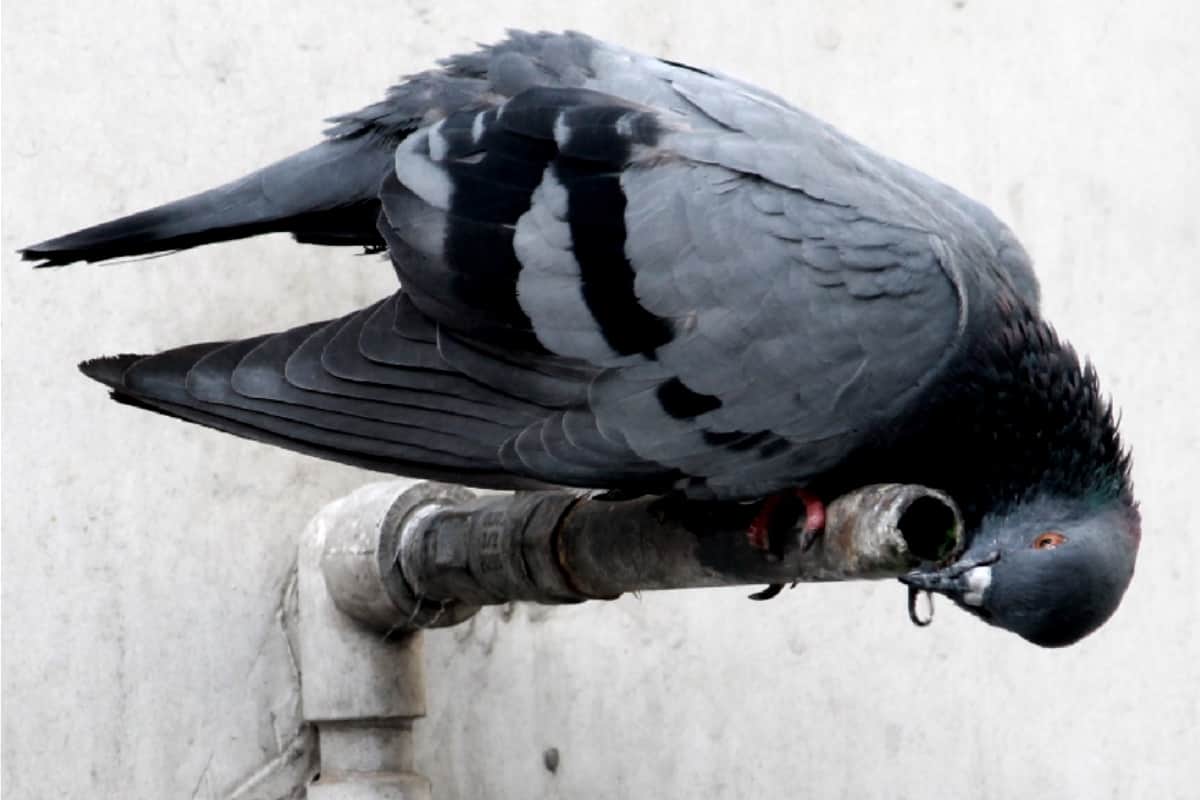 Animals and Birds are searching for water in hot season of summer