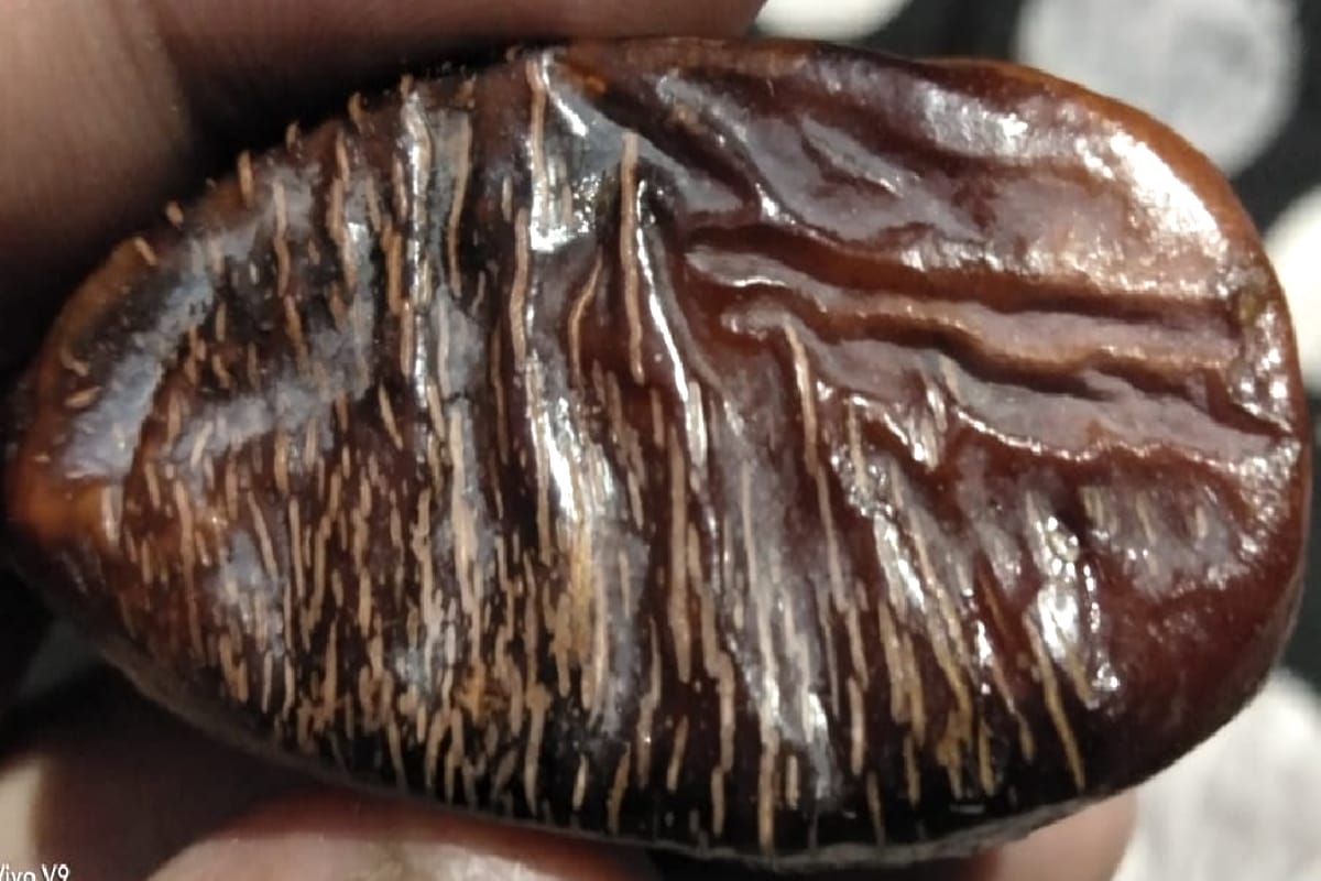 Saharanpur: name Allah found written  on Date-fruit in saharanpur