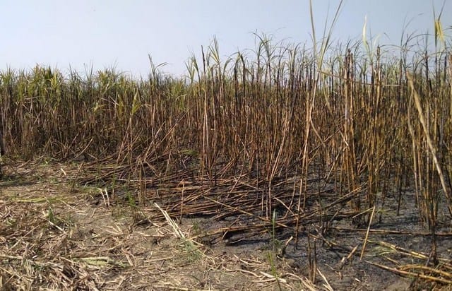 Not getting slip, Farmers blowing sugarcane in the field
