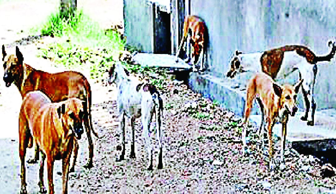 Dogs bite 210 people everyday