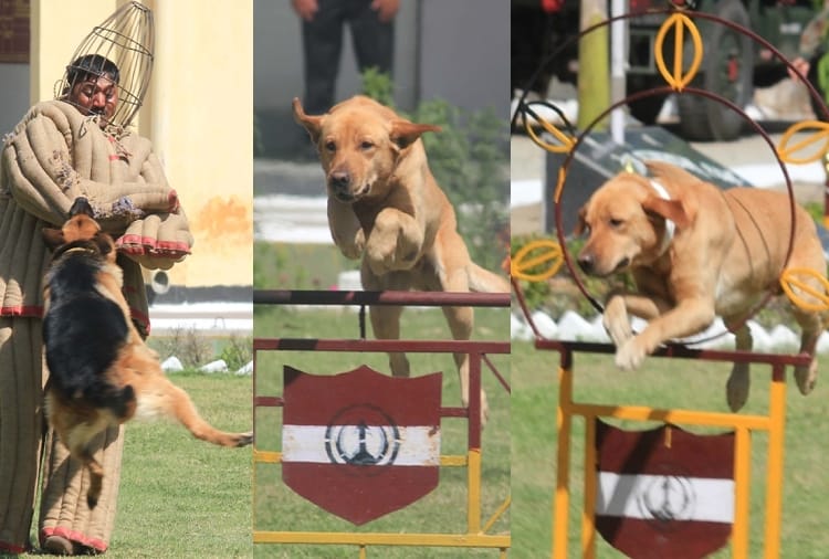 Show of Army's Dogs in Jalandhar of Punjab