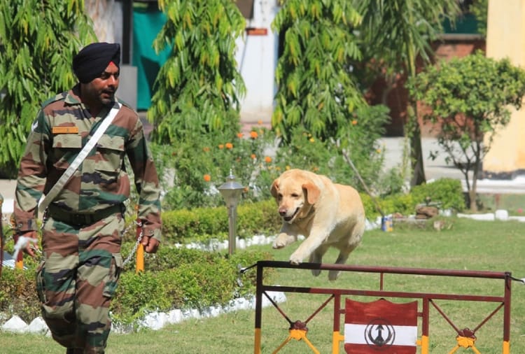 Show of Army's Dogs in Jalandhar of Punjab
