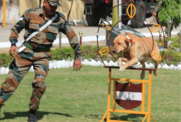 Show of Army's Dogs in Jalandhar of Punjab