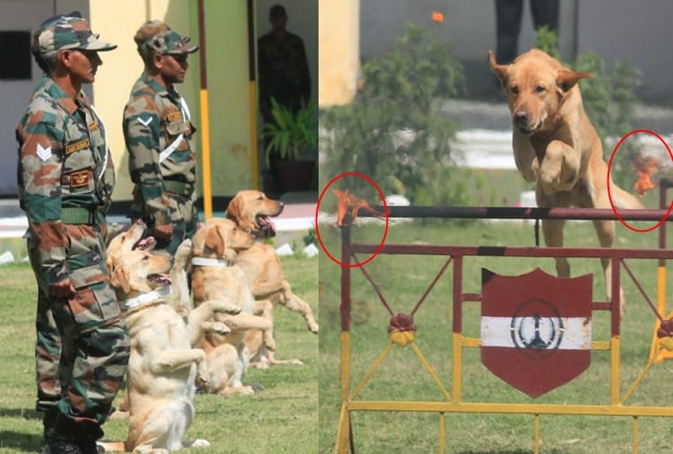 Show of Army's Dogs in Jalandhar of Punjab