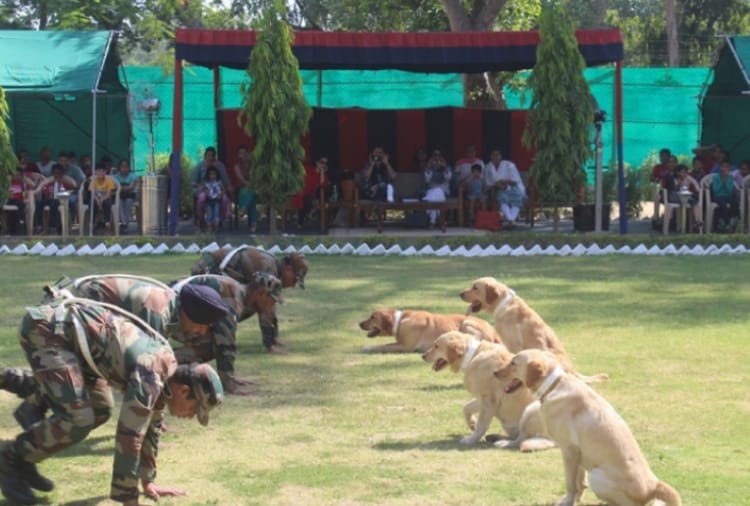 Show of Army's Dogs in Jalandhar of Punjab