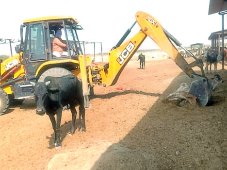 20 cattle die in two days in Etawah's Goshala