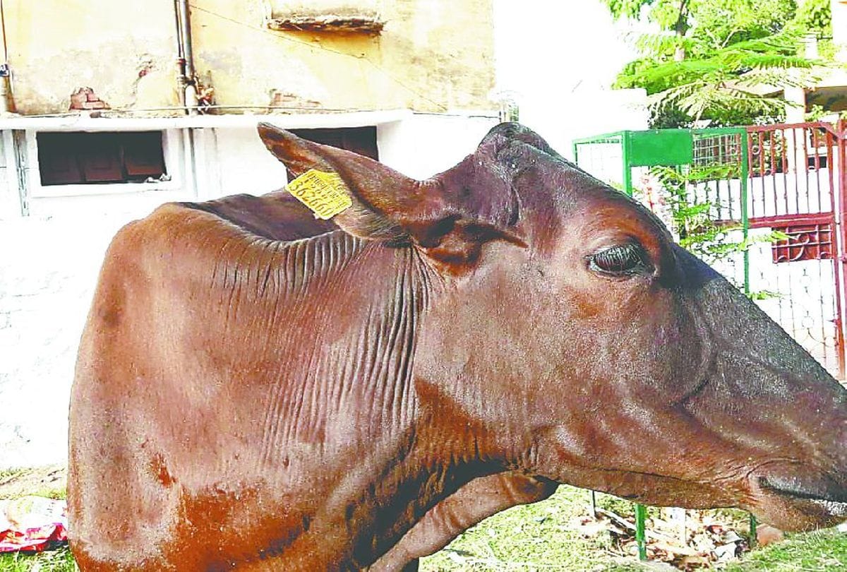 fodder scam on name of gauvansh in agra