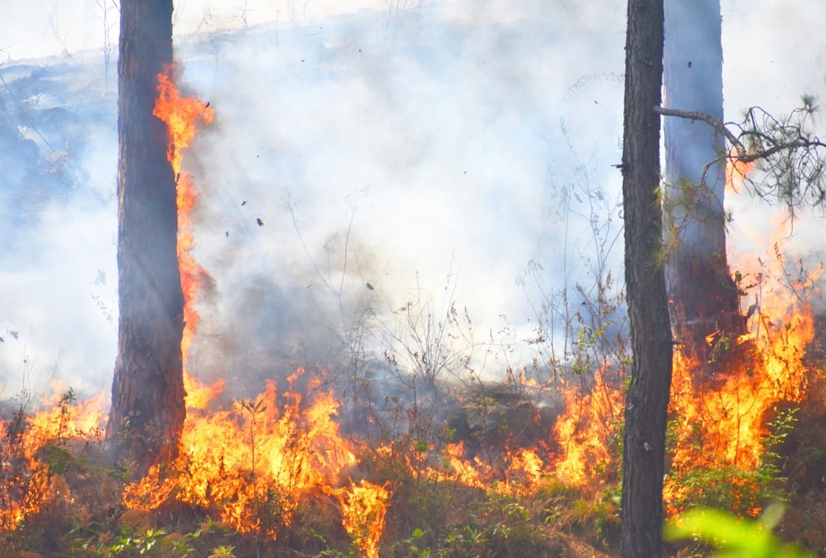 eight forest fire incidents in mandi himachal pradesh