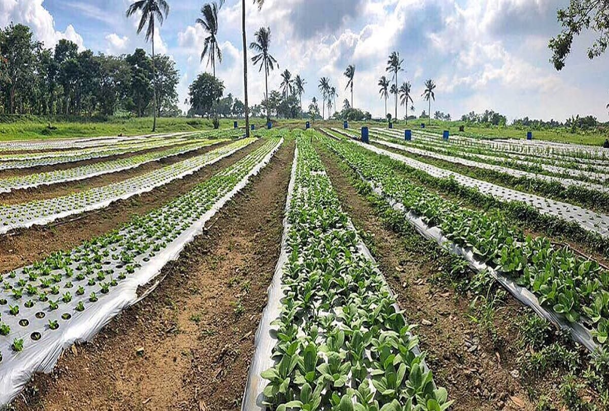 Philippines Government passed a law under every student plant 10 trees to get graduation degree