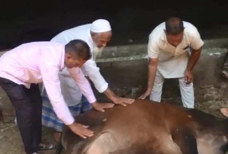 48 animals died in Suspicious circumstances in Sangrur