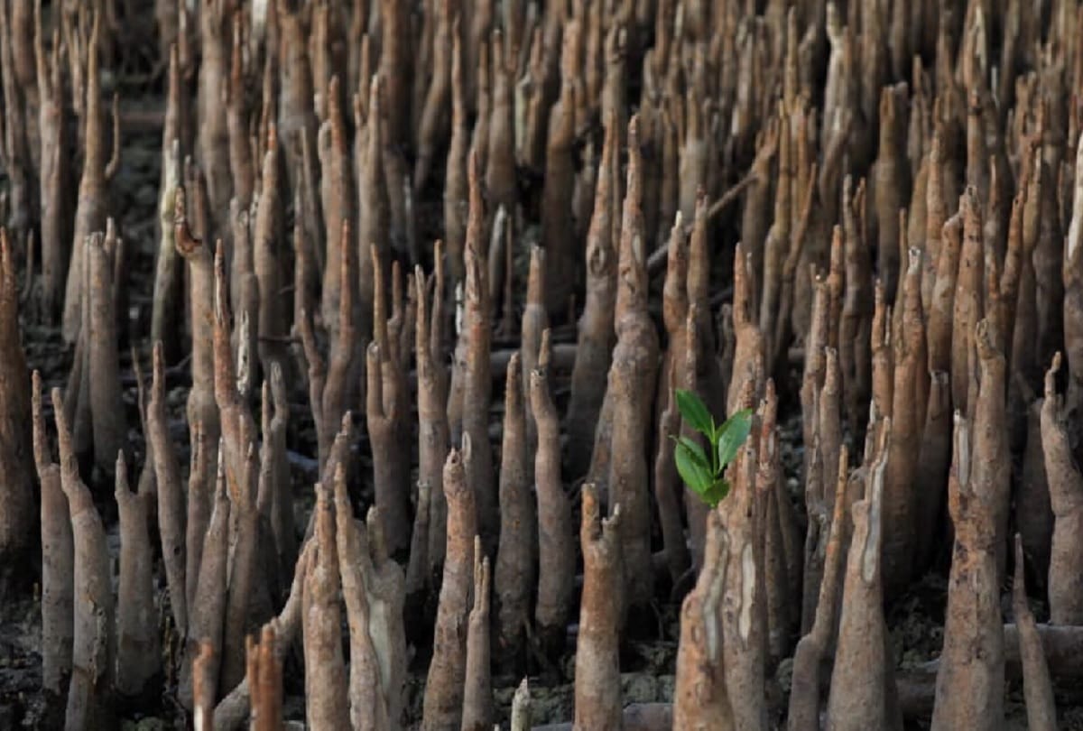 Philippines Government passed a law under every student plant 10 trees to get graduation degree