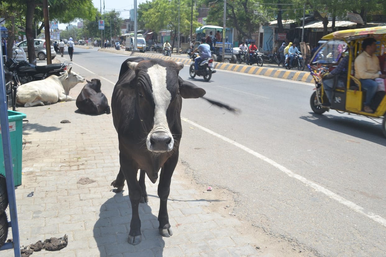 गोवंश आश्रय तक पशुओं को पहुंचाने का दिया निर्देश