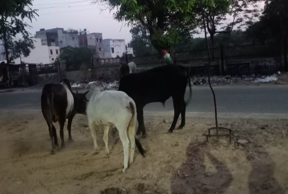 bull attacked on three men, two died and one injured in lucknow
