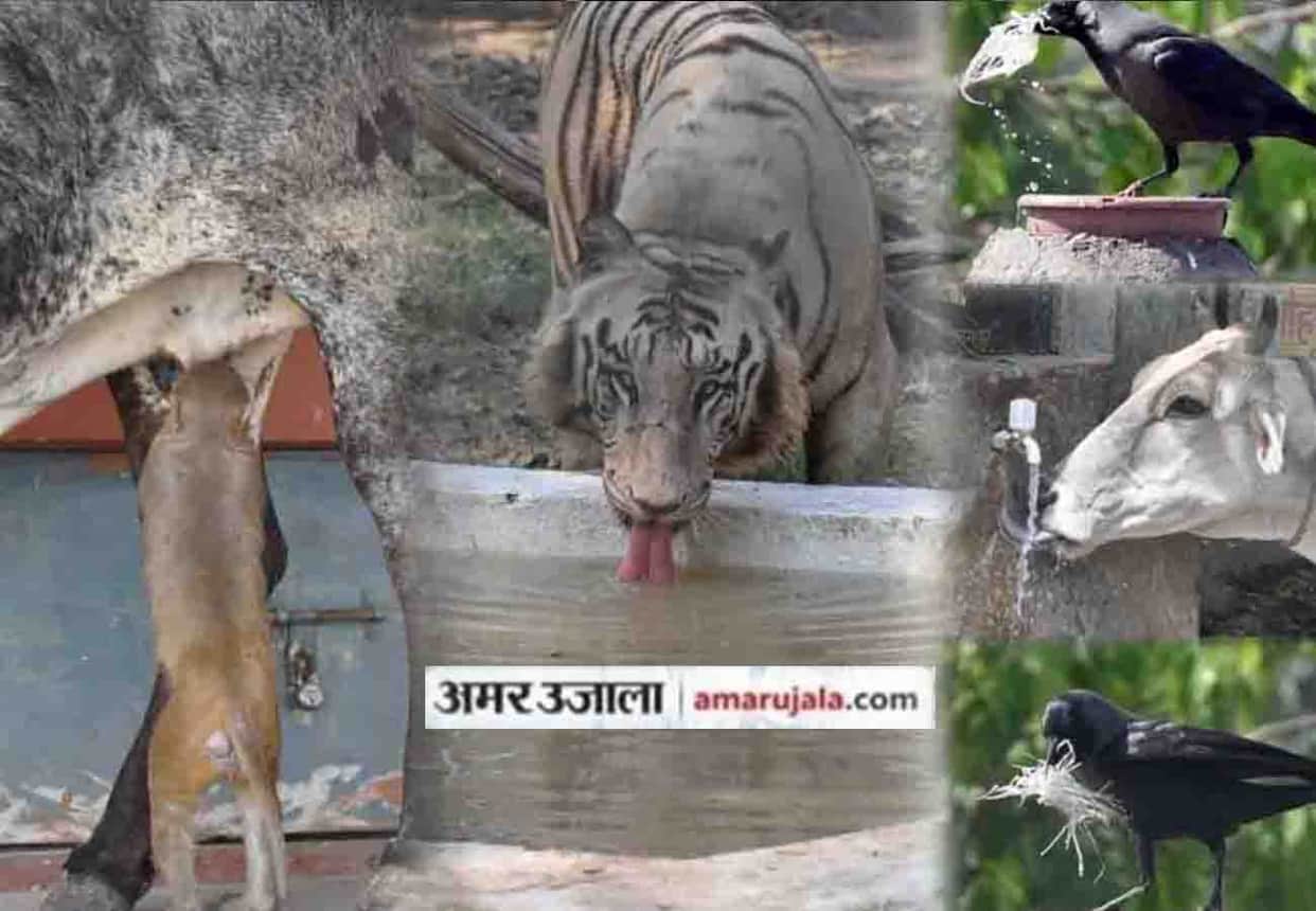 Lovely And Sweet Animal Pictures during summer amar ujala special