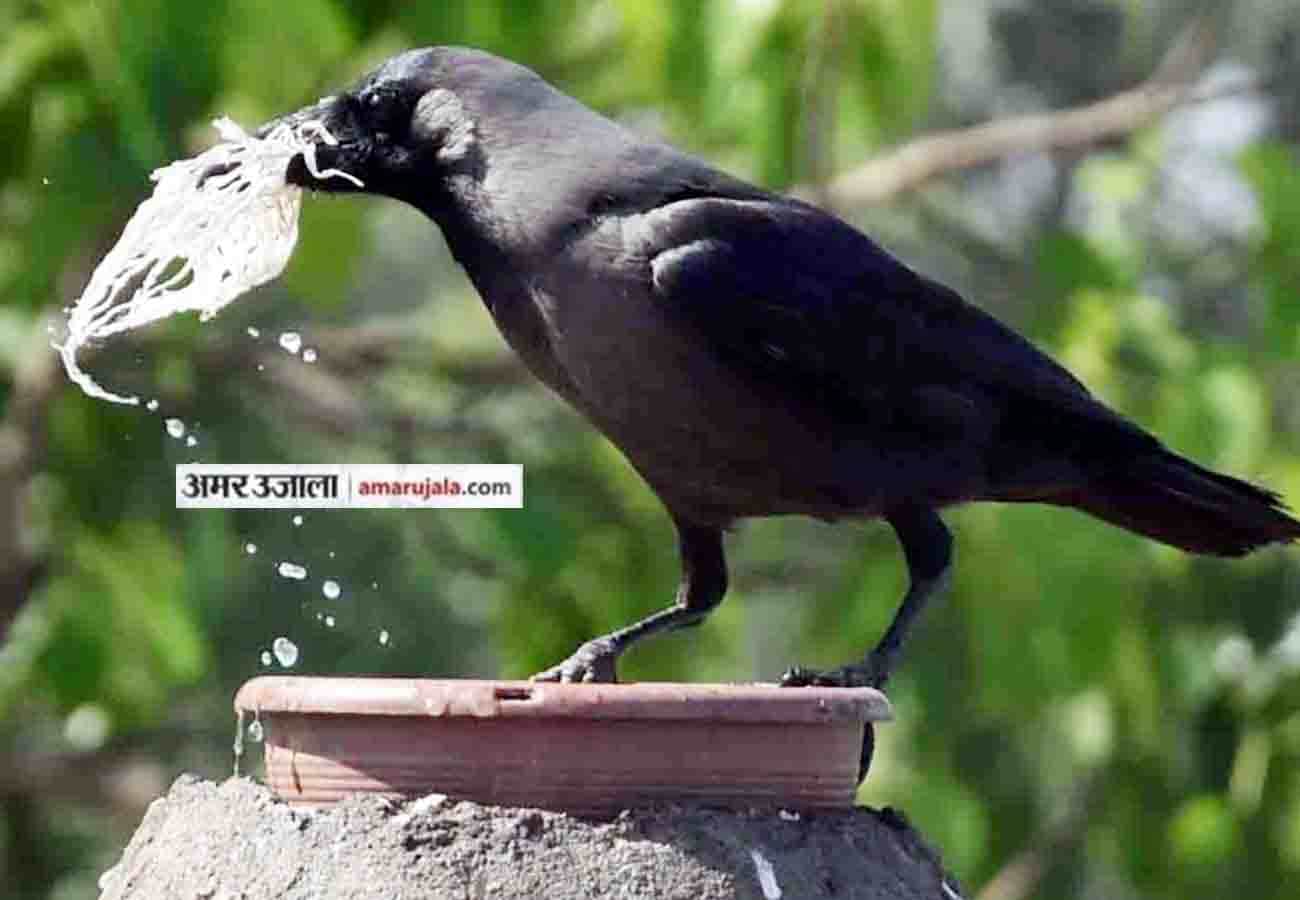 Lovely And Sweet Animal Pictures during summer amar ujala special