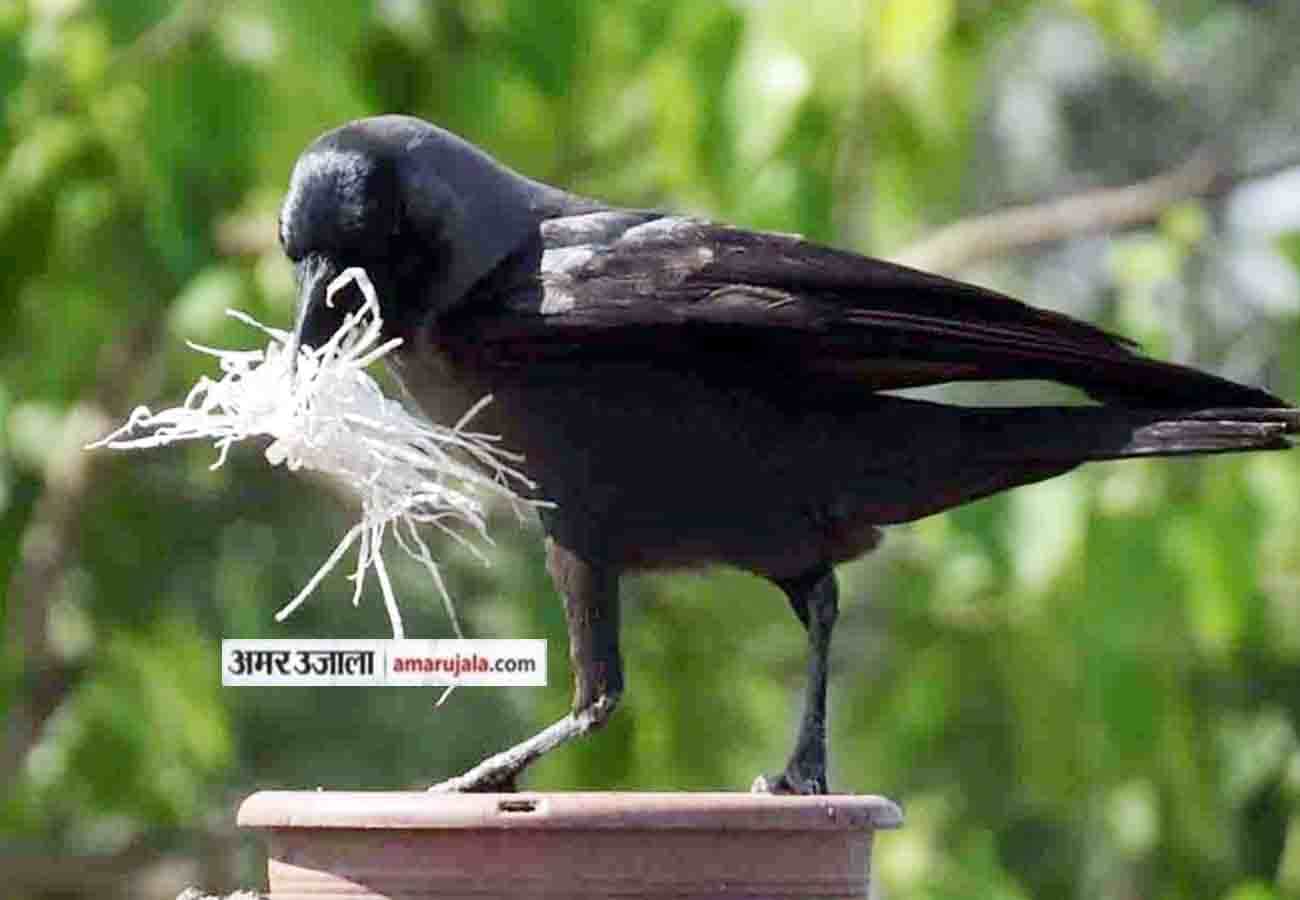 Lovely And Sweet Animal Pictures during summer amar ujala special