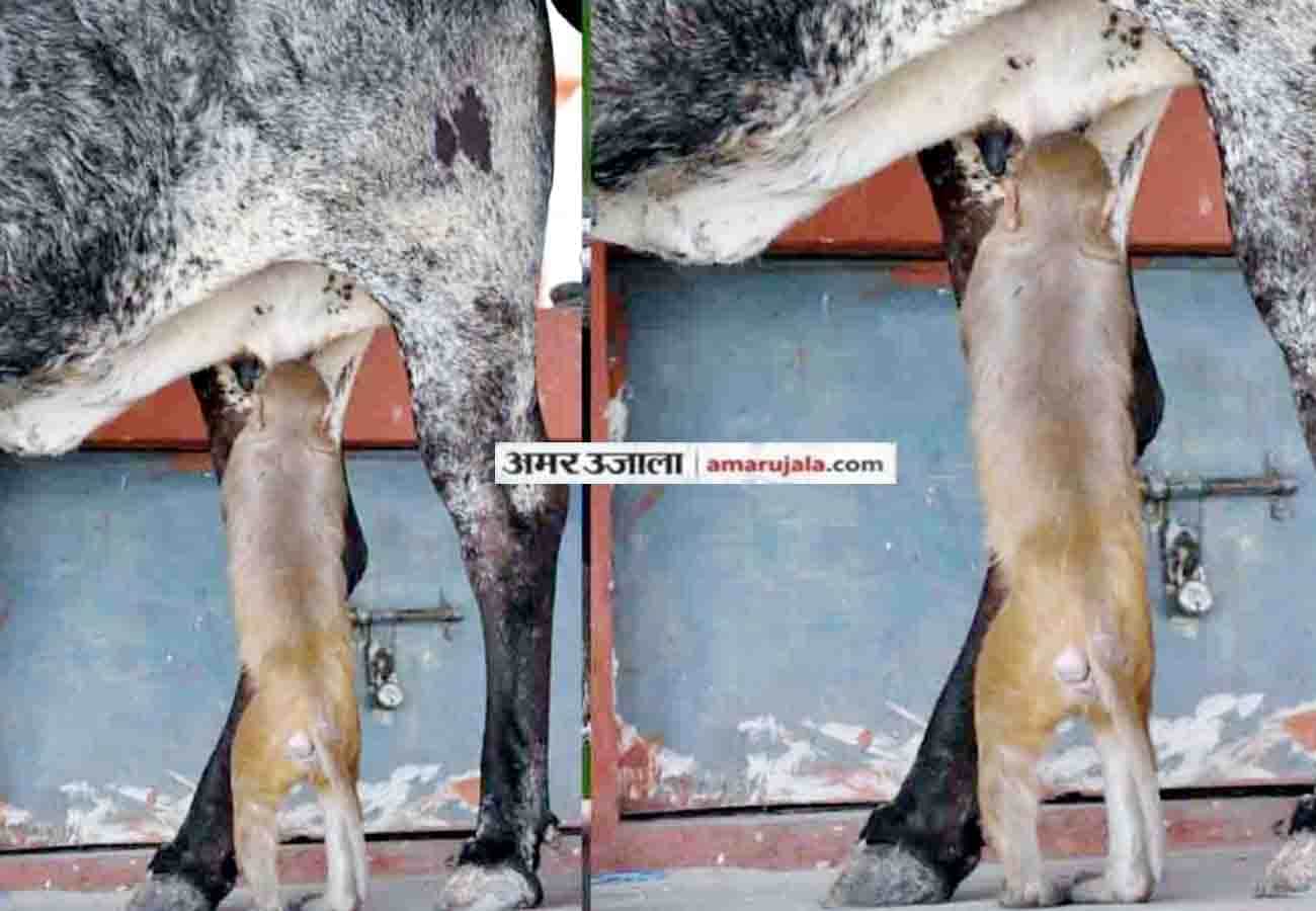 Lovely And Sweet Animal Pictures during summer amar ujala special