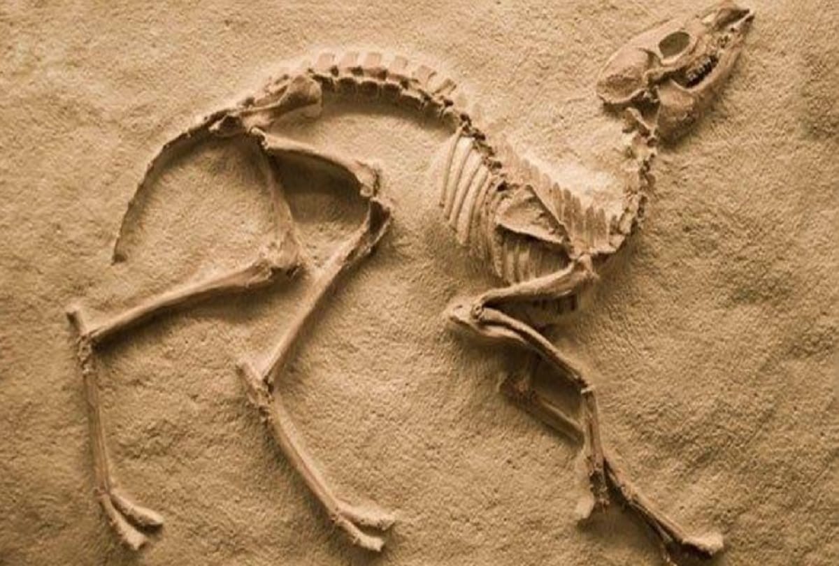 An Indian child of six years found a fossil of millions of years old in Britain