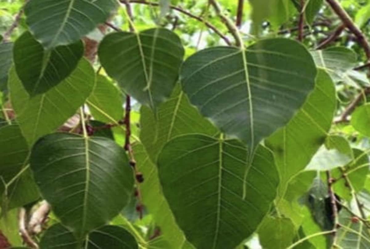 according to vastu shastra which plant is good for your house