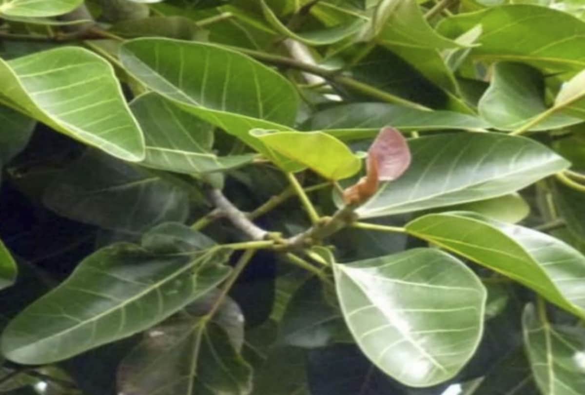 according to vastu shastra which plant is good for your house