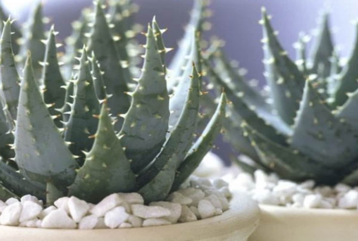 according to vastu shastra which plant is good for your house