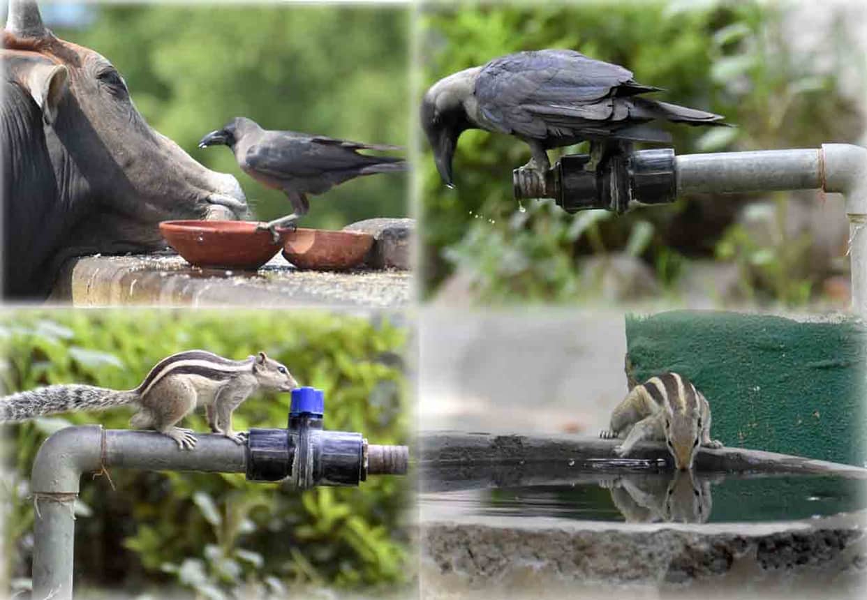 weather latest news, weather department warns in summer season