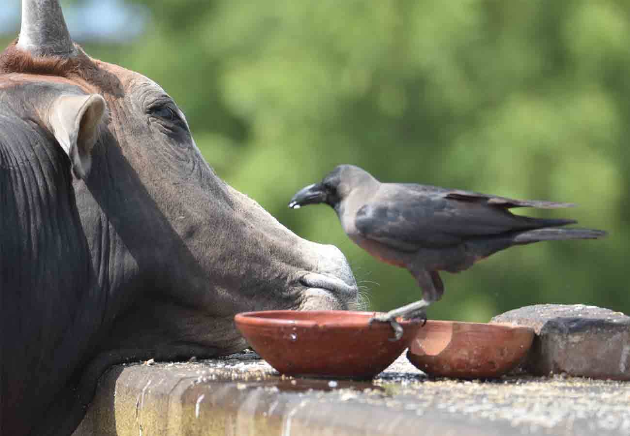 weather latest news, weather department warns in summer season