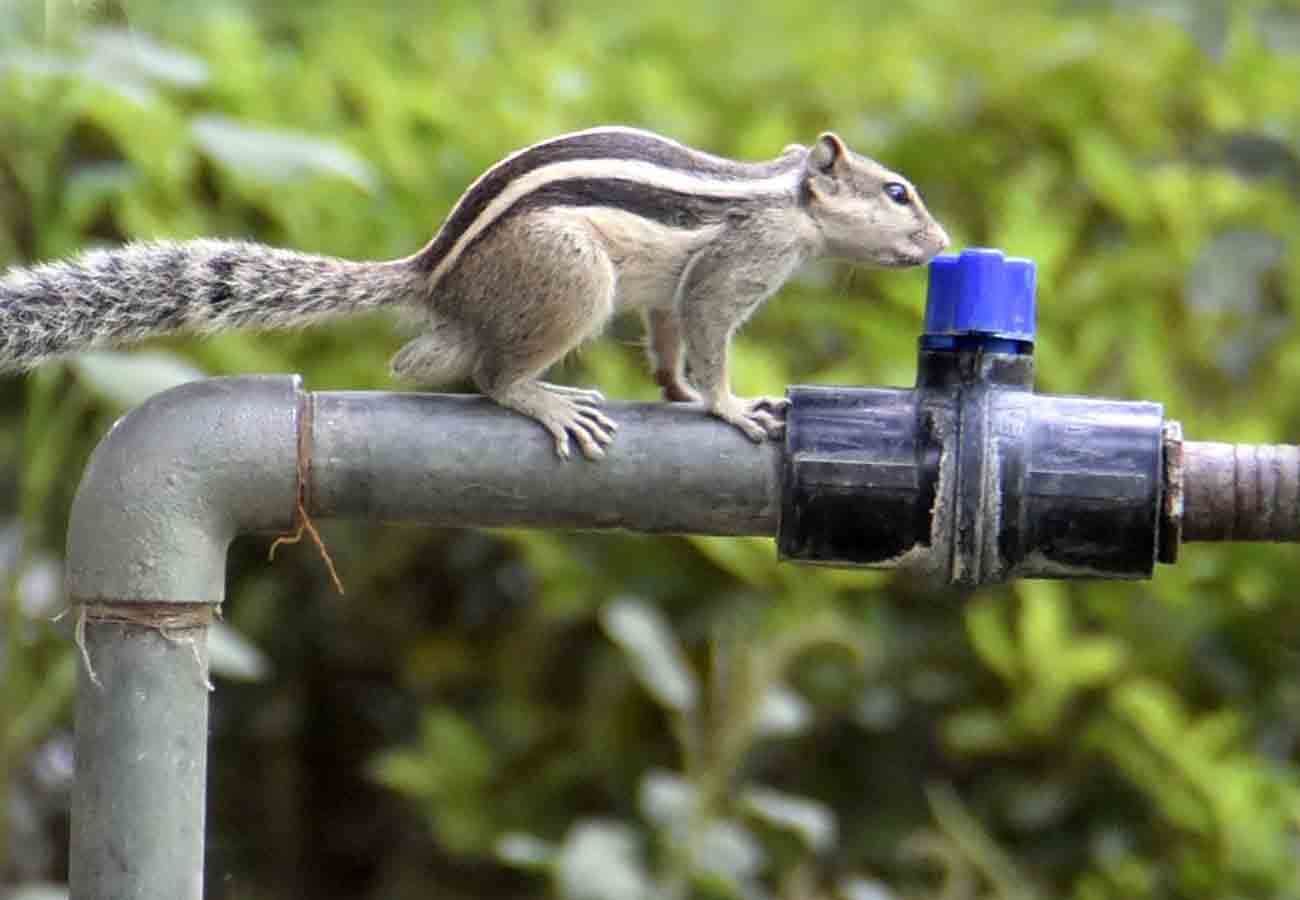 weather latest news, weather department warns in summer season